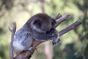 The Australian Koala (Phascularctos cinereous) 	