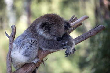 The Australian Koala (Phascularctos cinereous) 	