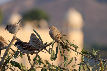 Sparrow Birds On Tree Blurred Background