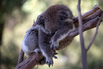 A rescued australian koala (Phascularctos cinereous). 	