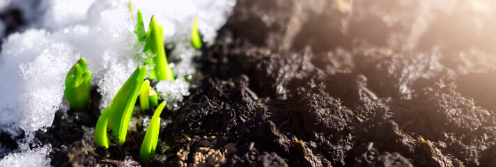 The first spring flower plant sprouts from the earth and snow in the sun. Awakening of nature. Early spring. Banner. Copy cpace - obrazy, fototapety, plakaty