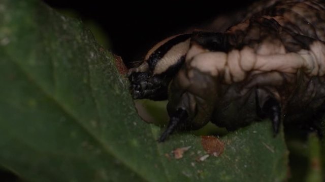 Extreme macro giant caterpillar slow motion eating a leaf