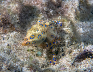Fototapeta na wymiar Greater Blue-ringed Octopus (Hapalochlaena lunulata)