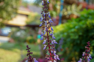 flowers in the garden