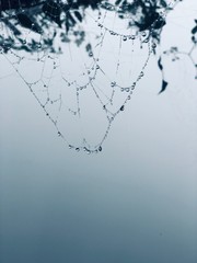 Wet web