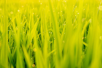 Close up rice field sunset.Green rural fields at the sunset.