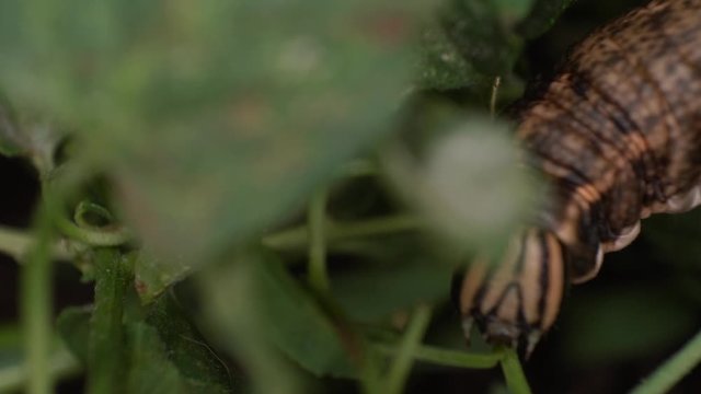 Extreme macro giant caterpillar among field bindweed leaf