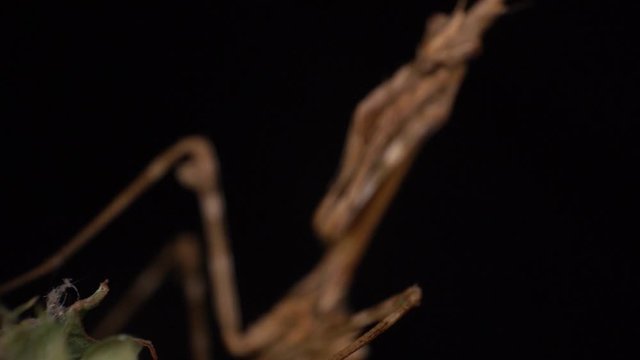 Conehead mantis slow motion extreme macro ready