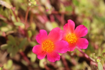 Pink and yellow flower