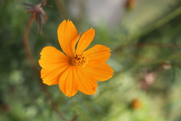 Orange flower