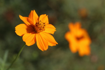 Orange flower
