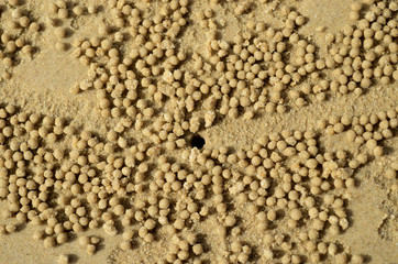 Fototapeta na wymiar Crab Tunnels in the Sand