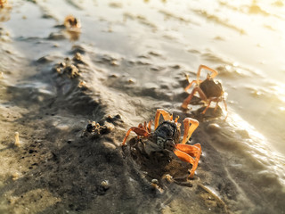 Closeup of a tiny crab eating from sand on a beach during sunrise morning.