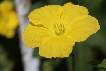 yellow flower