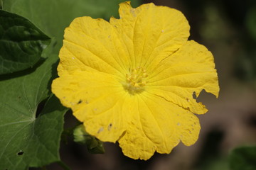 yellow flower