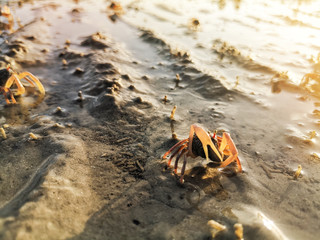 Closeup of a tiny crab eating from sand on a beach during sunrise morning.