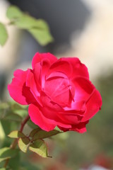 Red rose