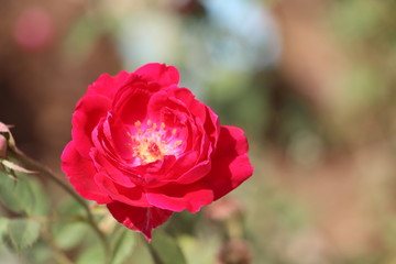Red Rose