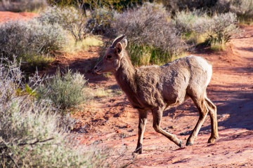 Desert bighorn sheep, ovis canadensis nelsoni, walks through rocky and desert landscape between creosote bushes in Valley of Fire State Park. The animal is the official state animal of Nevada state