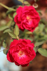 Red Rose