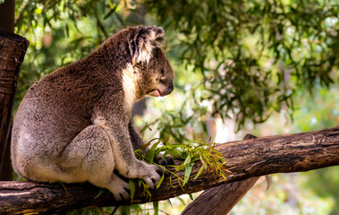 Koala bear sleeping