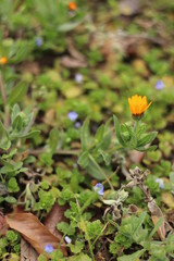 2月に咲く小さな花たち