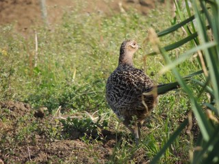 雉♀