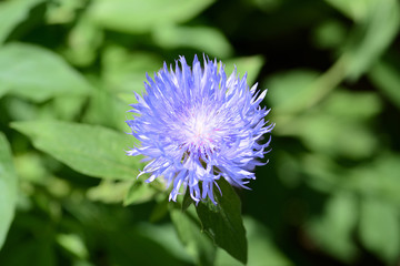 Garden cornflower (Centaurea) in summer garden on a sunny day close-up