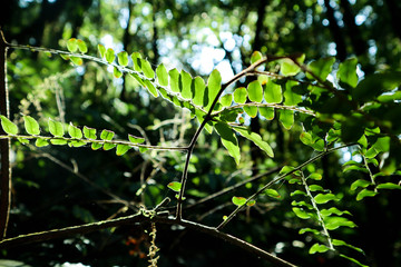 Leaf background Backlit tree.