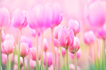 Spring blossoming tulips in garden, springtime pink flowers field background, pastel and soft...