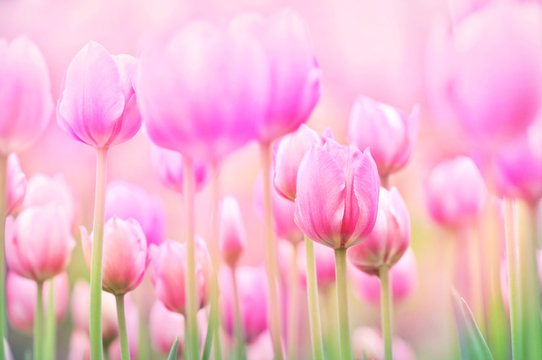 Spring blossoming tulips in garden, springtime pink flowers field background, pastel and soft floral card, selective focus, shallow DOF, toned © ulada