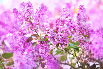 Spring blossoming lilac flowers in garden, selective focus, toned, light bokeh background, pastel and soft floral card, shallow DOF