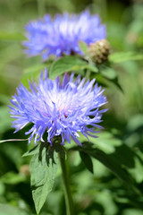 Garden cornflower (Centaurea) in summer garden on a sunny day close-up