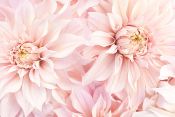 Pink delicate blossoming dahlias, summer blooming flowers festive background, pastel and soft bouquet floral card, selective focus, toned © ulada