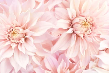 Fototapeten Pink delicate blossoming dahlias, summer blooming flowers festive background, pastel and soft bouquet floral card, selective focus, toned © ulada