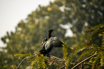 Javanese cormorant the black bird on bottle brush tree with open feathers