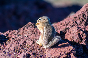 Close up. White-tailed antelope squirrel eats food standing on hind legs