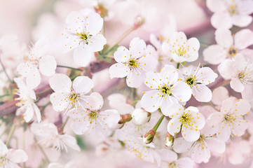 Spring blossom/springtime cherry bloom, bokeh flower background, pastel and soft floral card, selective focus, shallow DOF, toned