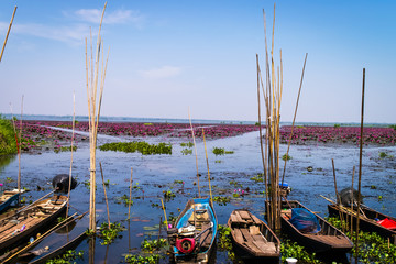 Fototapeta premium Small boat in the Sea of red lotus