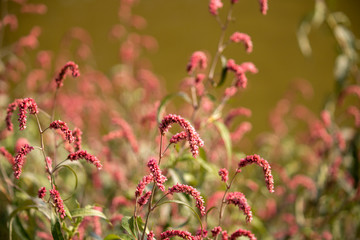 Beautiful pink barley flower wallpaper background