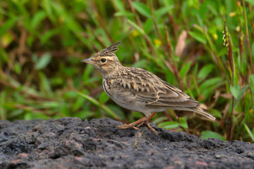 The Malabar lark, or Malabar crested lark Galerida malabarica endemic to Kaas Plateau, Maharshtra, India