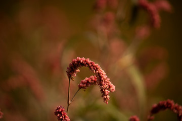 Beautiful pink barley flower wallpaper background