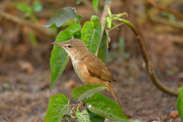 Eurasian reed warbler,] or&nbsp; reed warbler, Acrocephalus scirpaceus