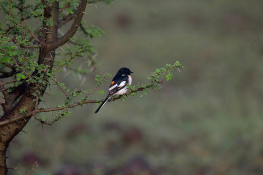 White Bellied Minivet , Pericrocotus erythropygius Mayureshwar WLS, India