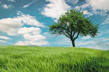 Fototapeta na wymiar Tree with cloudy blue sky.