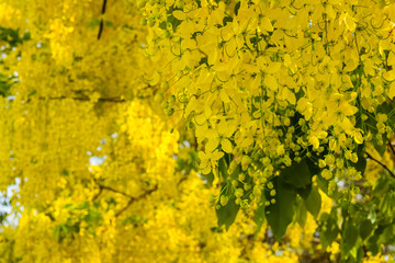 cassia fistula flower on tree