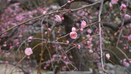 美しい梅の花に魅せられて！