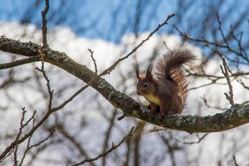 Eichhörnchen © PhotoArt