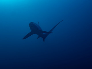 Pelagic Thresher Shark (Alopias pelagicus)
