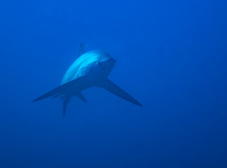 Pelagic Thresher Shark (Alopias pelagicus)